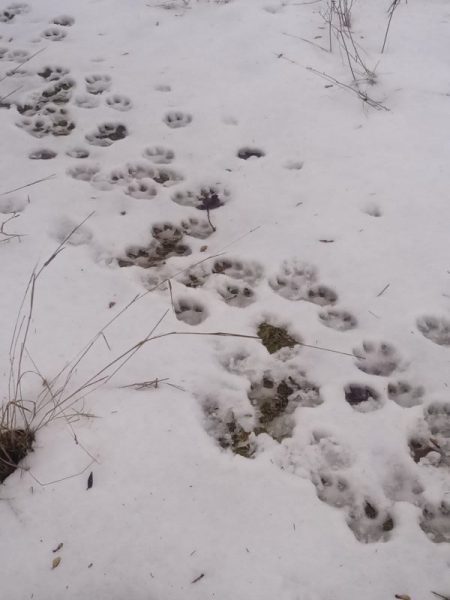 Можуть спускатися до людських осель: на Львівщині помітили багато вовків, які ходять зграями (ФОТО)