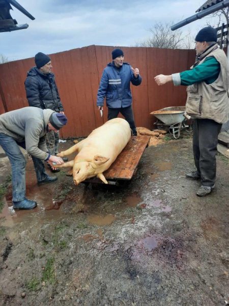 Закололи свиню: в Обертинській громаді приготували тушонки для захисників (ФОТО)
