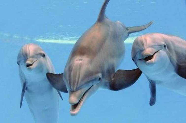 У водах Чорного моря побачили зграю перших у цьому році дельфінів (ФОТО)