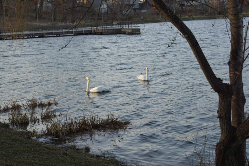 У Долині на озері гостює пара білих лебедів (ФОТО)
