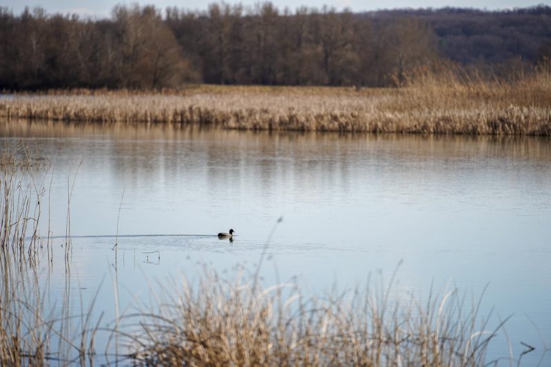 Багато намулу: у Коломиї шукають людей, які готові взятися за чистку Шевченківського озера