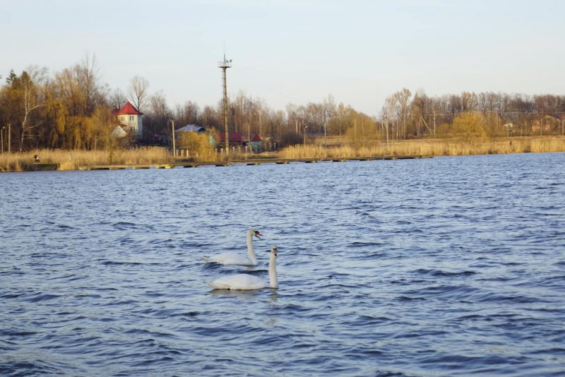 У Долині на озері гостює пара білих лебедів (ФОТО)