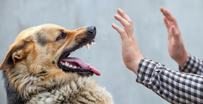 На Косівщині скажений собака покусав трьох людей: які дії влади (ФОТО)