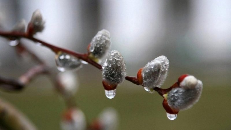Дощі й 8-13° тепла: якою буде погода в Україні 11 березня