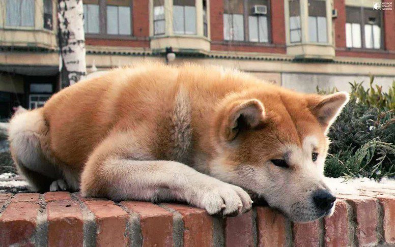 Цей день в історії: помер найвірніший пес у світі