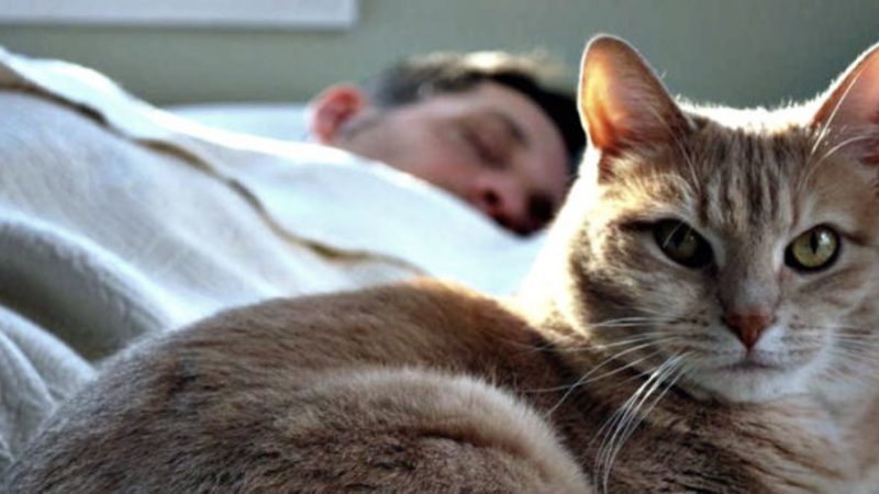 Чому кіт спить на людині та що означають його пози й місце