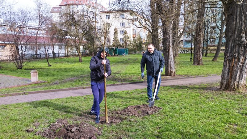 Допомагали переселенці: у Франківську в Меморіальному сквері висадили молоді дерева (ВІДЕО)