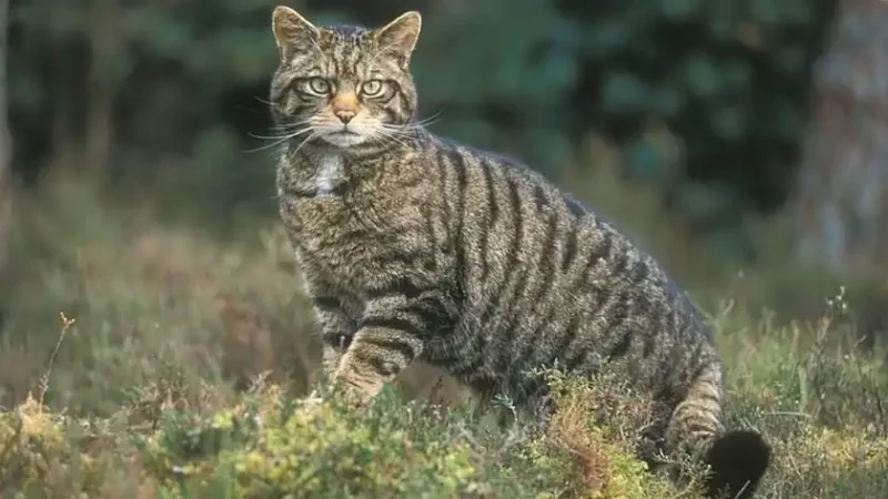 У Карпатах помітили кота лісового: як його відрізнити від свійського