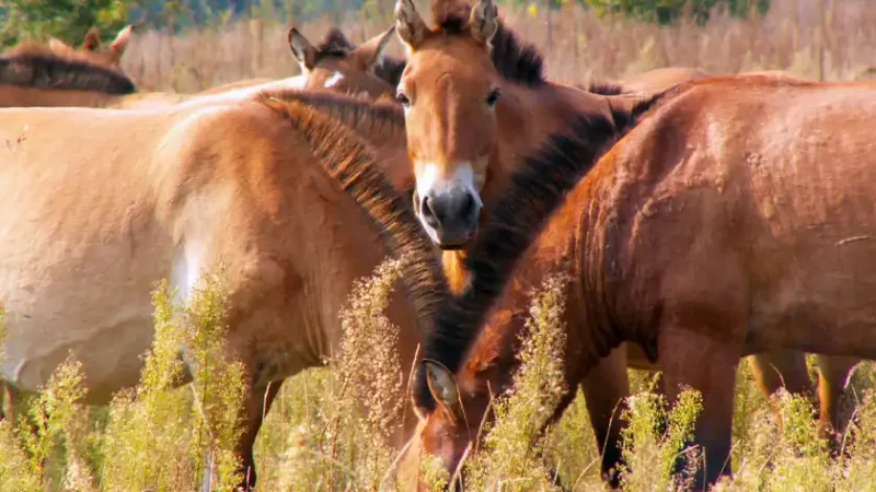 У Чорнобильському заповіднику показали стадо коней Пржевальського з висоти пташиного польоту (ФОТО)
