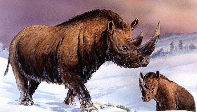 na urale nashli ostanki nosoroga kotorym bolee 120 tysyach let