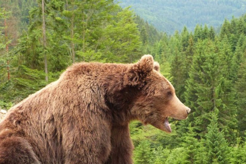 Інспектор Верховинського нацпарку пригадав зустріч з дорослим ведмедем і як вона закінчилася