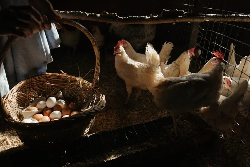 Чому кури клюють свої яйця і чи допоможе зміна раціону
