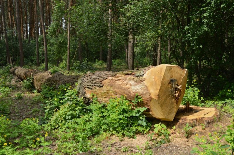 На Львівщині трапилося повторне знеструмлення електроенергії: цього разу винні лісоруби