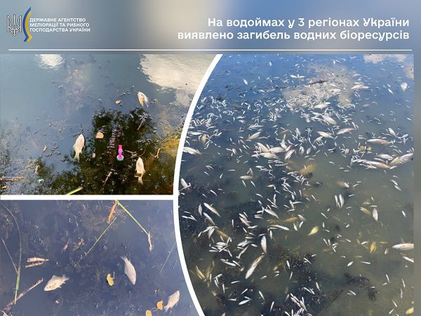Щука, окунь, головень: в річці на Калущині виявили мертву рибу (ФОТО)