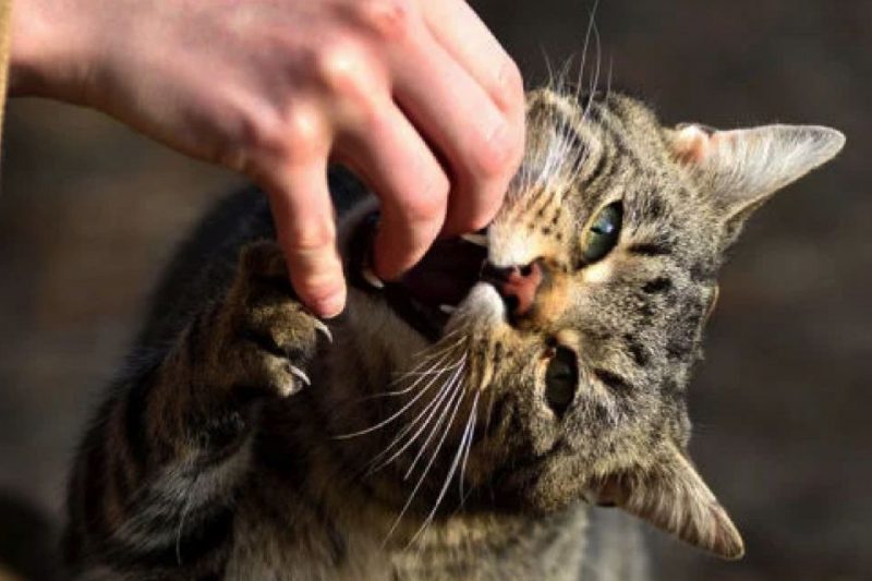 В селі на Прикарпатті кіт покусав людей та через два дні помер