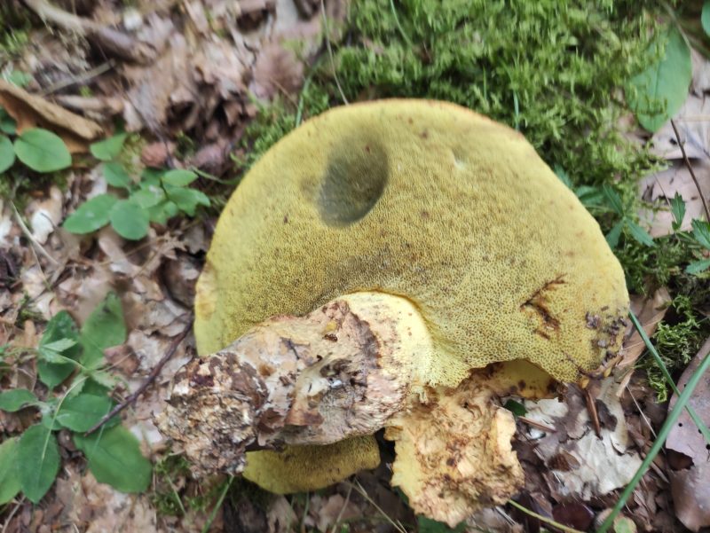 На Прикарпатті зареєстрували випадок отруєння грибом невідомого походження