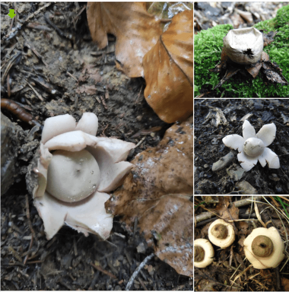 У Косівському районі знайшли чотири види гриба-зірковика (ФОТО)