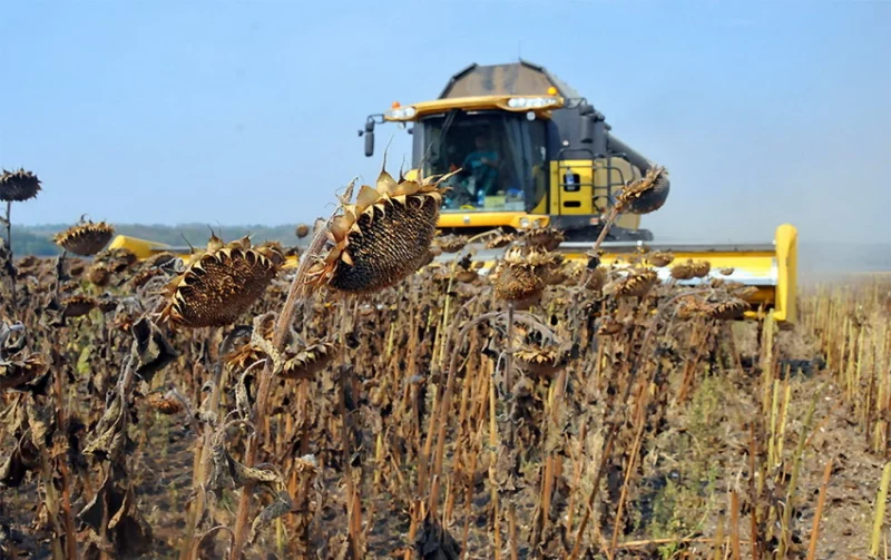 В Україні намолотили перший мільйон тонн соняшника