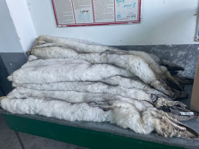 Заховала у дивані: жителька Львівщини намагалася провезти через кордон шкурки песця (ФОТО) 3 398687672 641419358144536 1644618491574361560 n