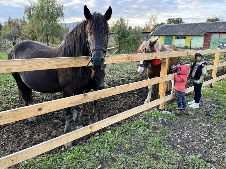 На Прикарпатті планують відкрити центр Гуцульського коня «Гуцулик» (ФОТО) 5 На Прикарпатті планують відкрити центр Гуцульського коня «Гуцулик» (ФОТО)