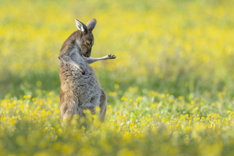 Переміг кенгуру: визначили найкумедніші фото тварин 2023
