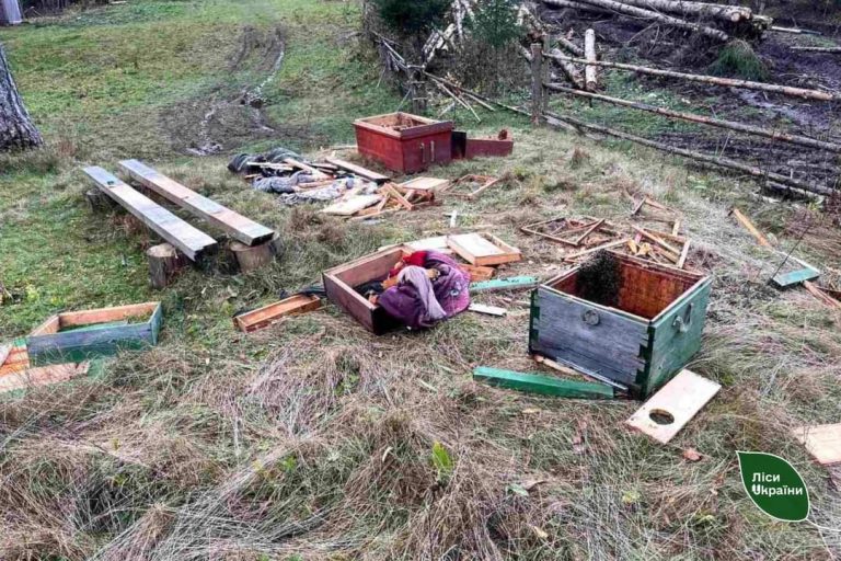 У Карпатах ведмеді розгромили вулики, з'їли мед та пошкодили дерева (ФОТО) 9 FB IMG 1699594682840