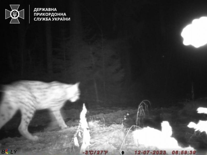 Прикордонники з настанням зими застерігають українців про небезпеку диких тварин у Карпатах.