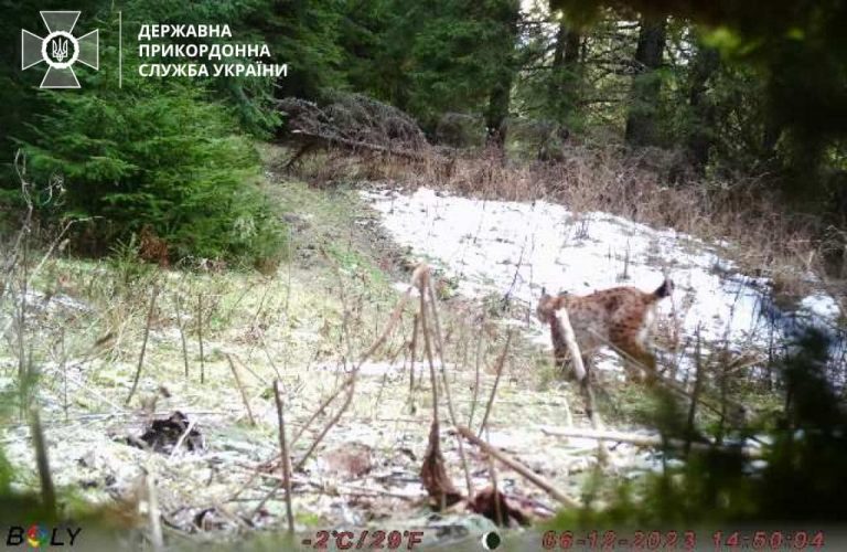 Зубаті й волохаті: прикордонники попереджають про небезпеку диких тварин у Карпатах 3 Зубаті й волохаті: прикордонники попереджають про небезпеку диких тварин у Карпатах