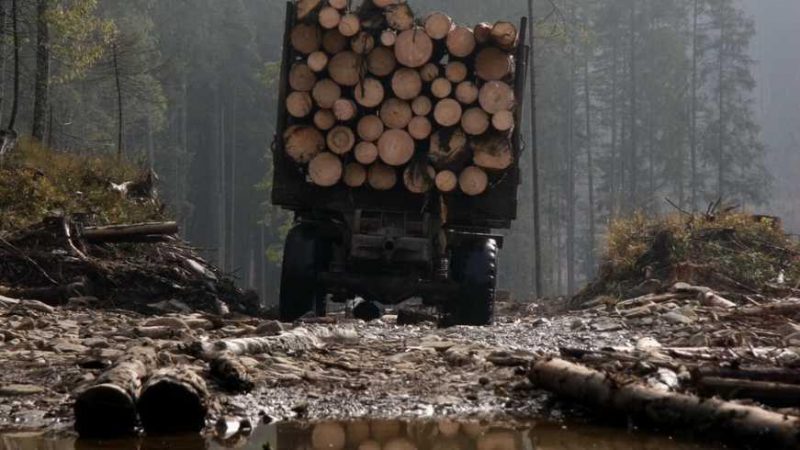 На Прикарпатті судитимуть посадовців Карпатського нацпарку за незаконну рубку лісу