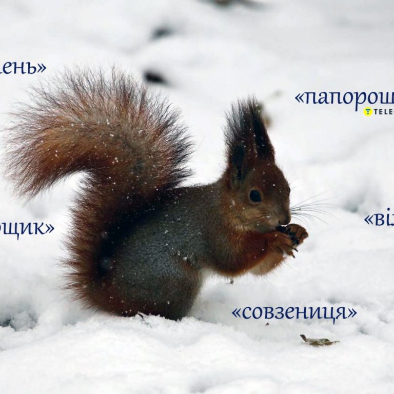 Мерзляк, пороша, совзениця: яке значення цих слів українськи мови 5 Мерзляк, пороша, совзениця: яке значення цих слів української мови