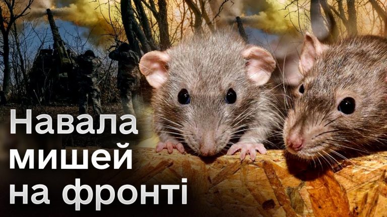 Нашестя мишей на фронті: як українські захисники боряться із грузунами