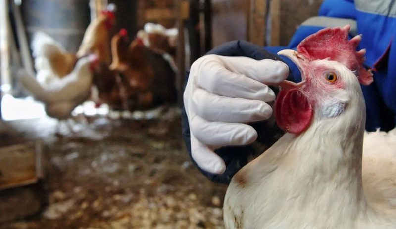 Жителів Косівщини попереджають, що територія району є благополучна до грипу птиці