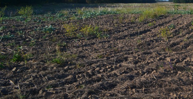 Silskogospodarski ugiddya na Trahtemyrivskomu pivostrovi
