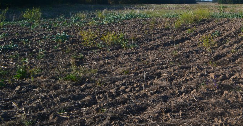 Silskogospodarski ugiddya na Trahtemyrivskomu pivostrovi scaled