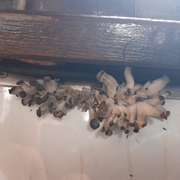 У плацкарті "Укрзалізниці" біля вікна виросли гриби (ФОТО)