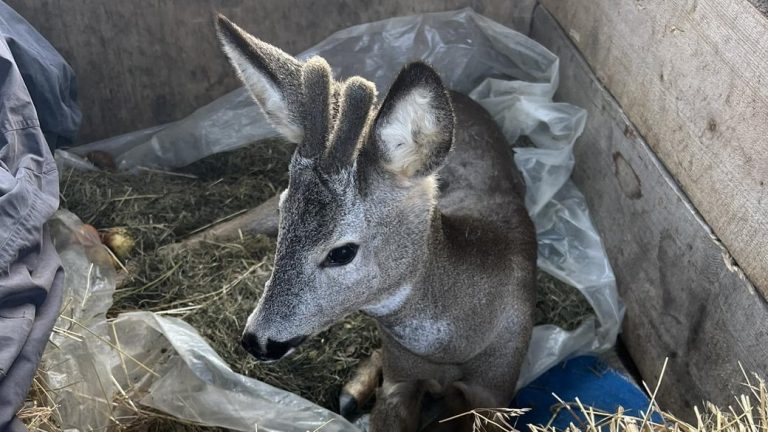 За 5 км від Космача на дорозі знайшли пораненого дикого козлика (ФОТО) 9 За 5 км від Космача на дорозі знайшли пораненого дикого козлика (ФОТО)