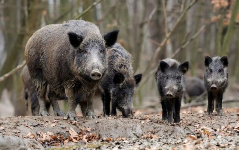 В лісі біля Надвірної знайшли 7 трупів диких свиней: маму з дітьми