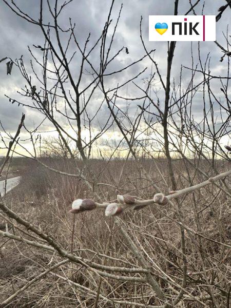 По-весняному тепло: у лютому на Прикарпатті розпустилися вербові котики (ФОТО) 1 426489638 935411374857415 124710533048914600 n scaled