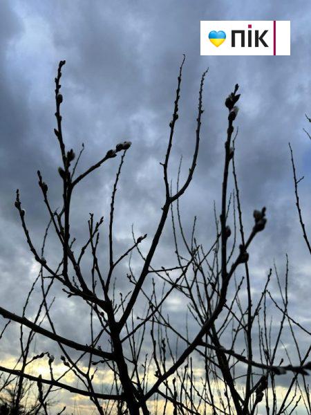 По-весняному тепло: у лютому на Прикарпатті розпустилися вербові котики (ФОТО) 2 426526460 1511595086051272 2266267139128361584 n scaled