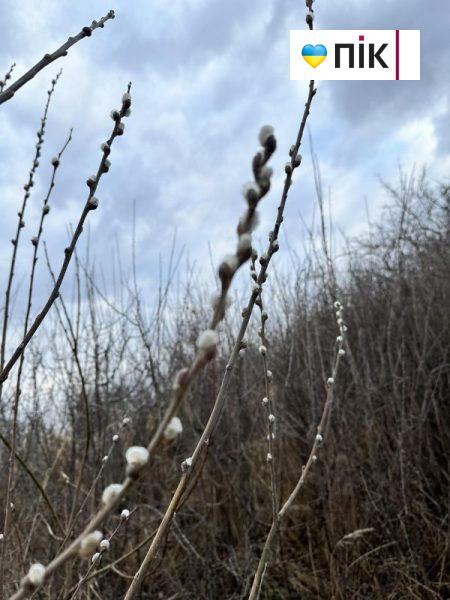 По-весняному тепло: у лютому на Прикарпатті розпустилися вербові котики (ФОТО) 3 426811558 7295834377149250 3396386154403543738 n scaled