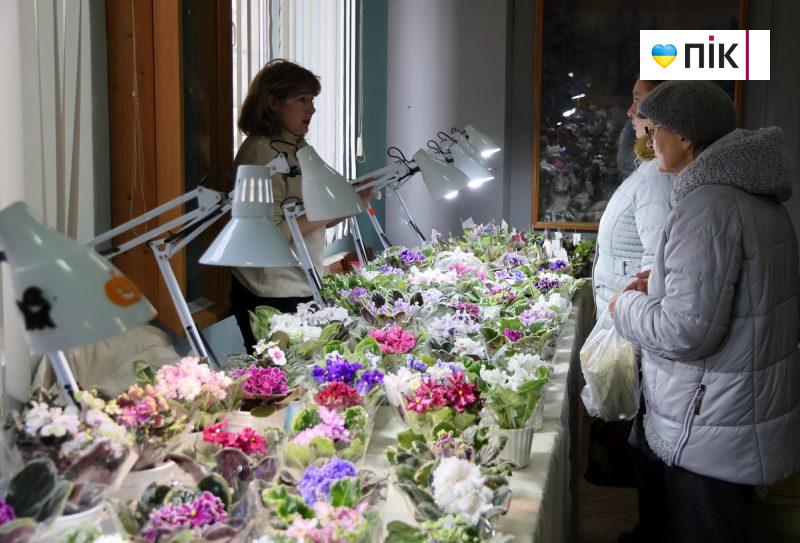 У Франківську відбувається виставка фіалок і кактусів (ФОТО) 6 IMG 9535 2 scaled