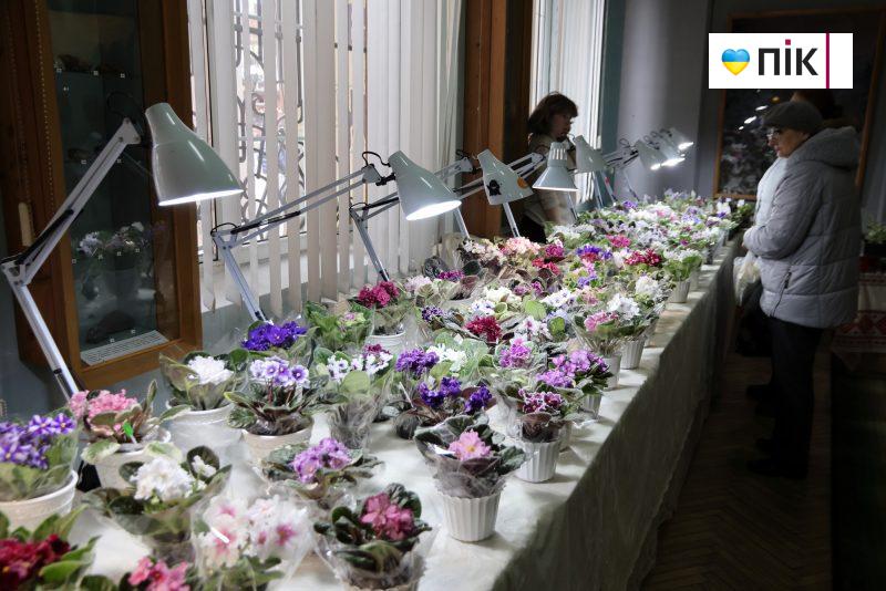 У Франківську відбувається виставка фіалок і кактусів (ФОТО) 11 IMG 9551 2 scaled