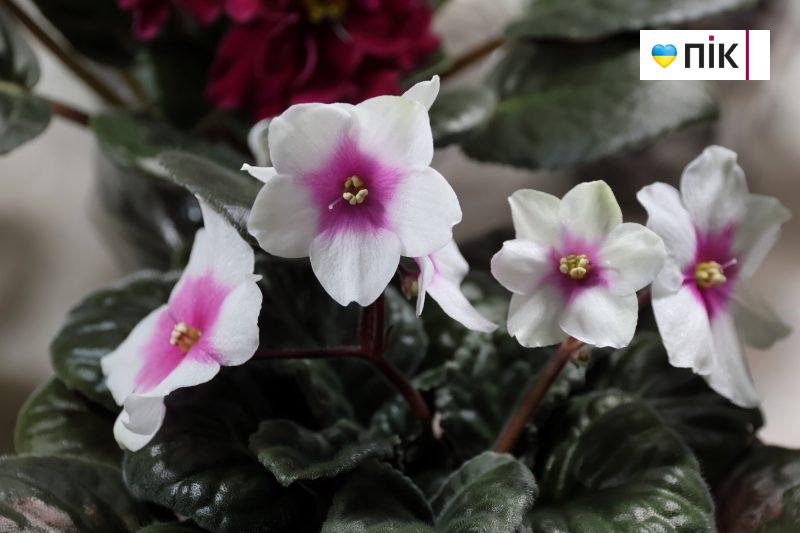 У Франківську відбувається виставка фіалок і кактусів (ФОТО) 5 IMG 9585 2 scaled