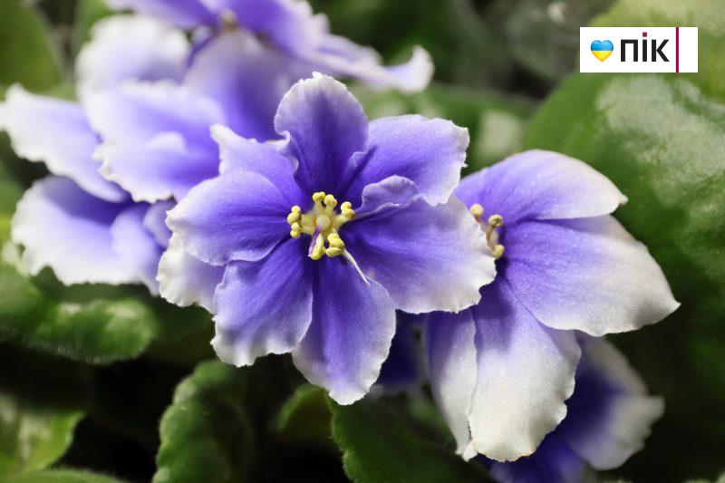 У Франківську відбувається виставка фіалок і кактусів (ФОТО) 4 IMG 9598 2 scaled