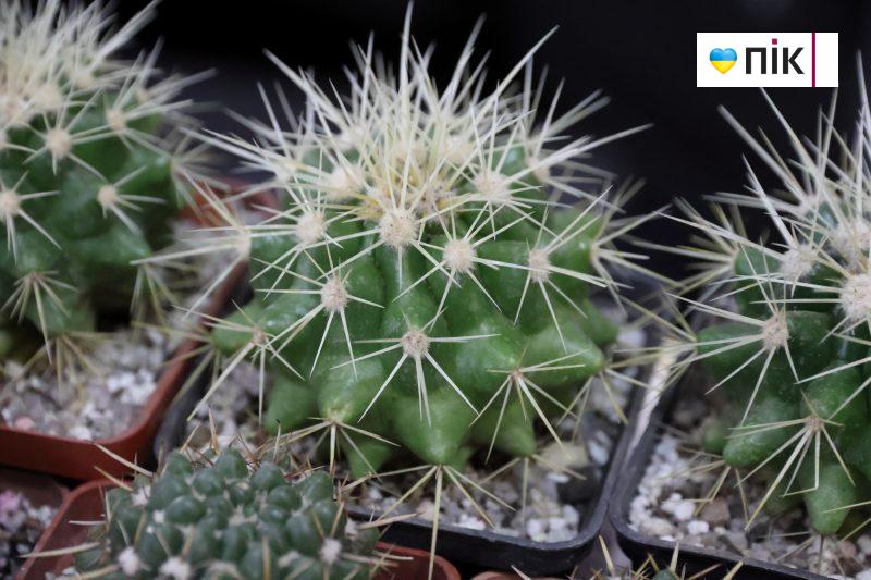 У Франківську відбувається виставка фіалок і кактусів (ФОТО) 10 IMG 9644 2 scaled