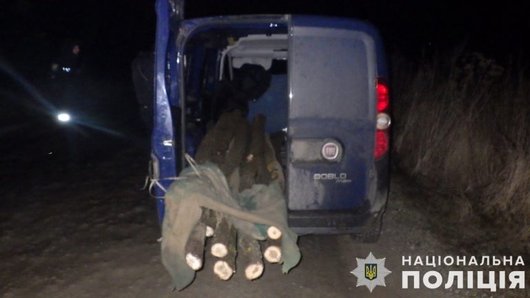 Жителю Тернопільщини, який незаконно вирубував дерева, загрожує до п'яти років за ґратами (ФОТО) 3 ade1f92157171655998344ec324a014b