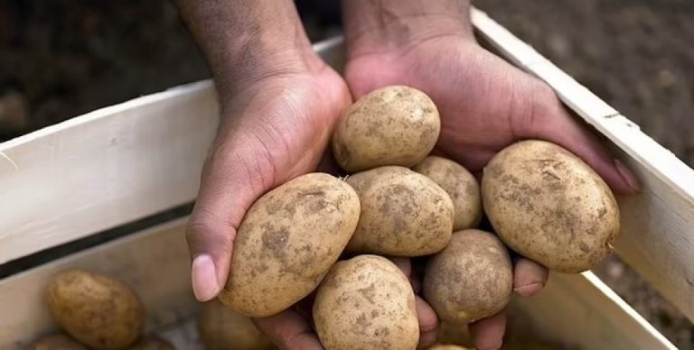 Коштує в три рази дорожче ніж торік: в Україні почала дешевшати картопля 1 d98a1159 efac30c5594e862b102ea7d20ce6a004