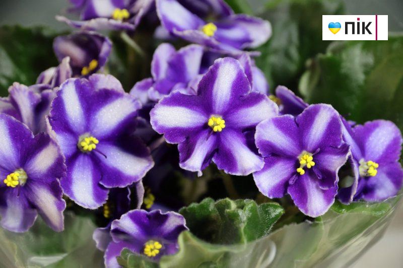 У Франківську відбувається виставка фіалок і кактусів (ФОТО) 2 photo1707493387 scaled