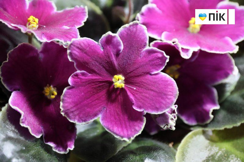 У Франківську відбувається виставка фіалок і кактусів (ФОТО) 3 photo1707493429 1 scaled