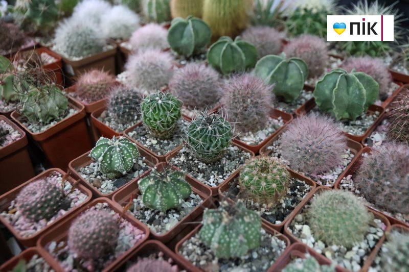 У Франківську відбувається виставка фіалок і кактусів (ФОТО) 13 photo1707493429 2 scaled
